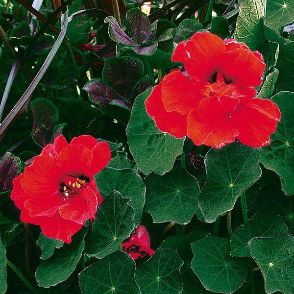 Capucine Red Wonder double - Tropaeolum majus Mini-motte Ø 1,5/2,5 cm, Plant vert de 5 à 10 cm de haut (par 5)