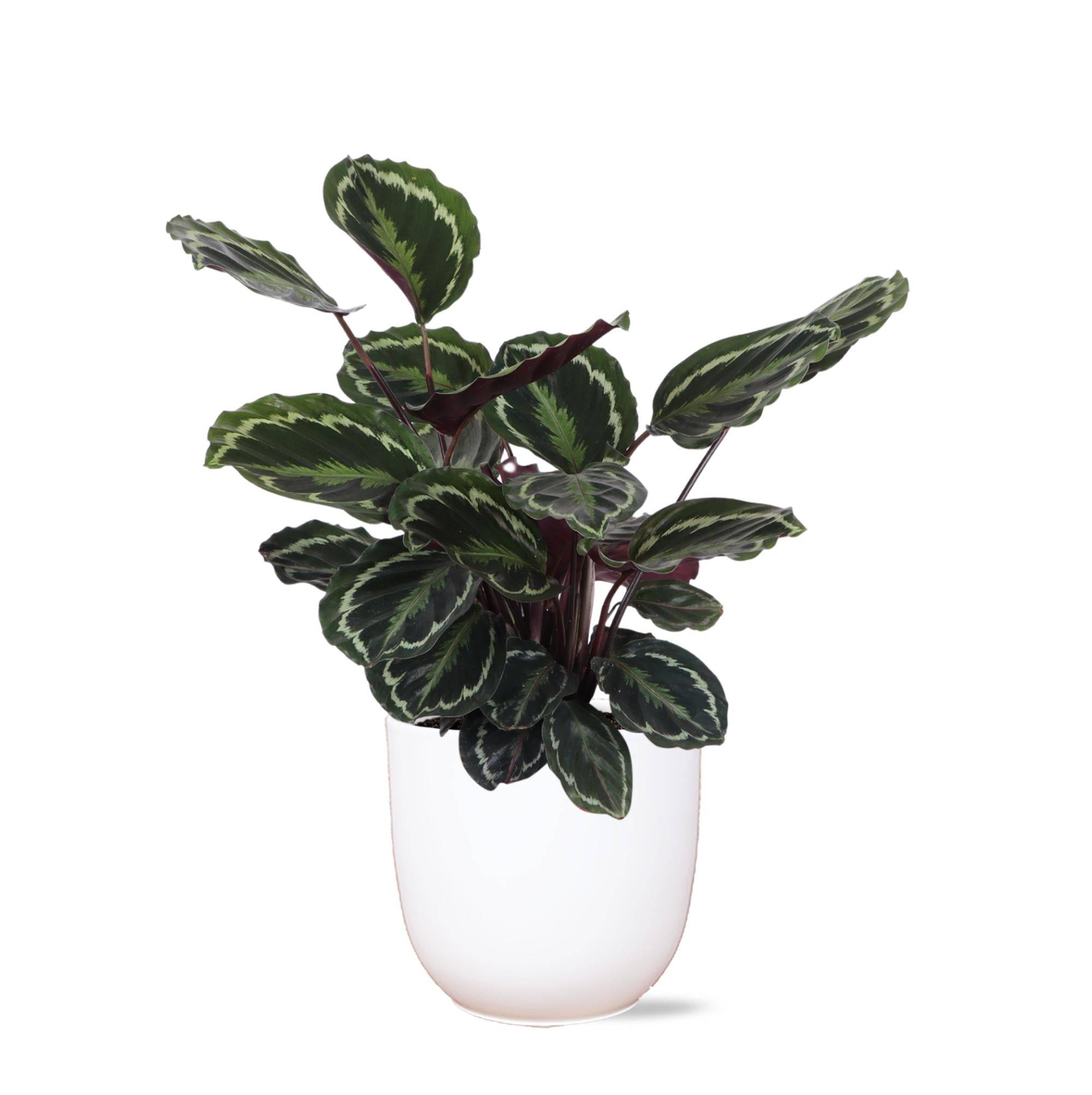 La Green Touch - Calathea Medallion et son pot- La Green Touch Blanc - Hauteur 70cm