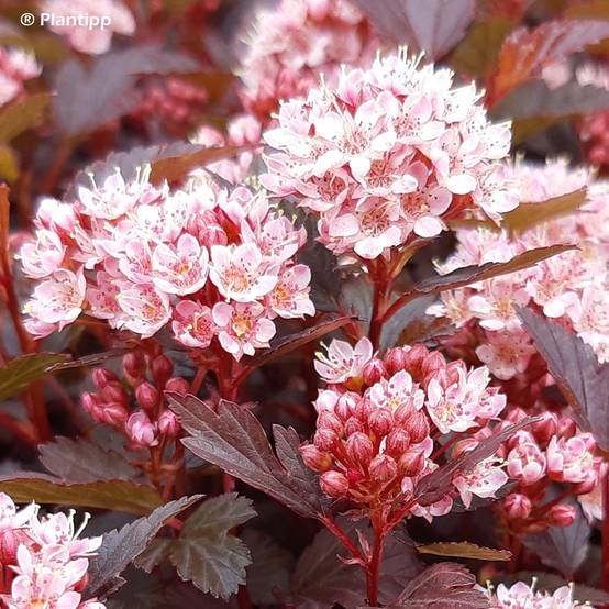 Physocarpus opulifolius Little Joker - Physocarpe nain Godet de 8/9 cm - Image 1