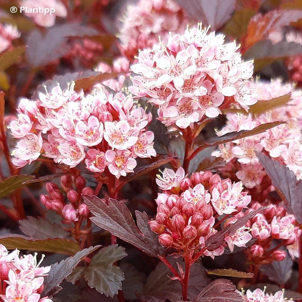 Physocarpus opulifolius Little Joker - Physocarpe nain Godet de 8/9 cm - Image 1