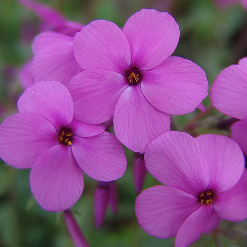 Phlox stolonifera Home Fires - Phlox rampant Godet de 8/9 cm