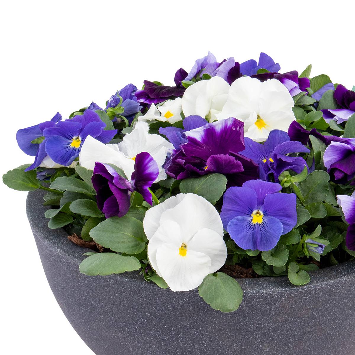 Promesse de Fleurs - Graines de Pensée Inspire Plus Summer Skies Mix - Viola x wittrockiana le sachet de 25 graines environ