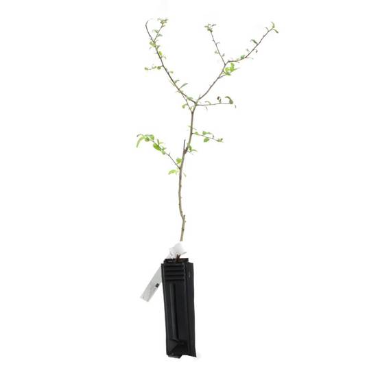 Néflier commun (Mespilus germanica) - Godet - Taille 30/50cm - Pépinières Naudet - Image 3
