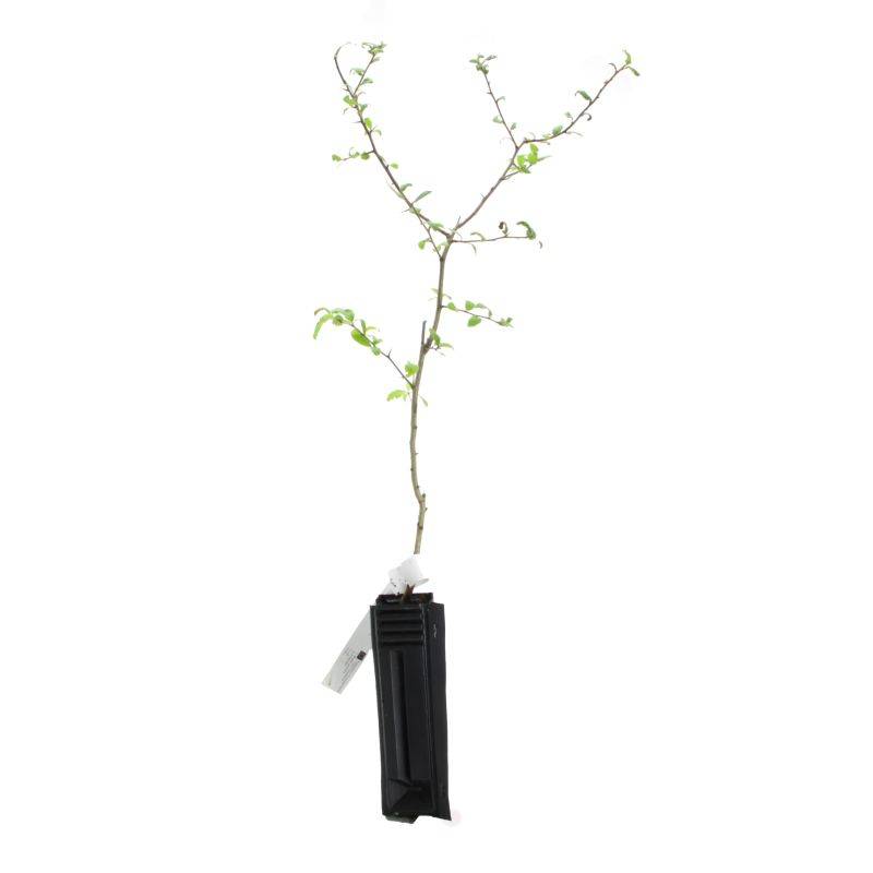 Néflier commun (Mespilus germanica) - Godet - Taille 30/50cm - Pépinières Naudet - Image 3
