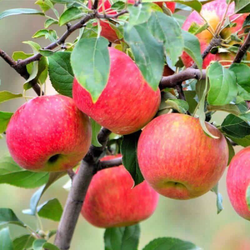Pommier 'Rubinette' (Malus domestica 'Rubinette') - Scion de 80 à 100cm - Pépinières Naudet - Imagen 1