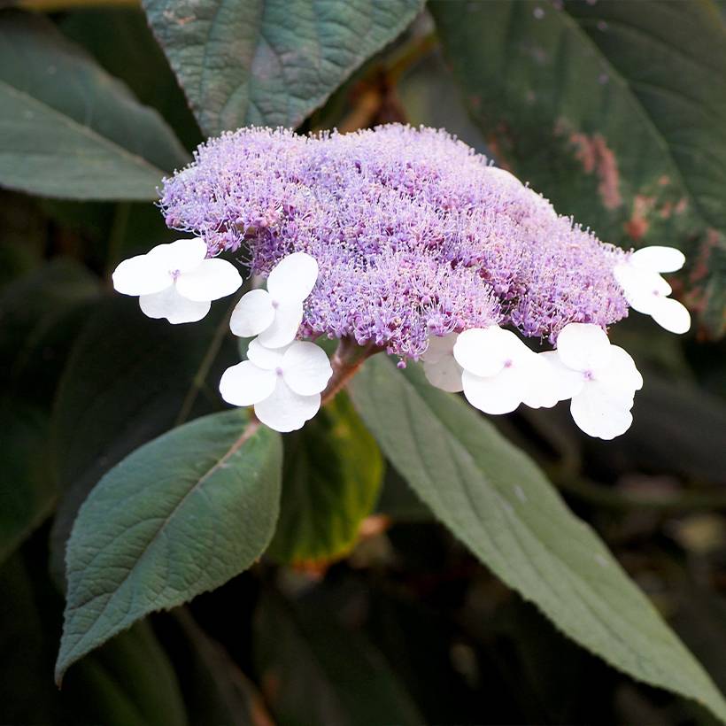 Hortensia - Hydrangea aspera villosa Velvet & Lace Pot de 4L/5L - Imagen 1