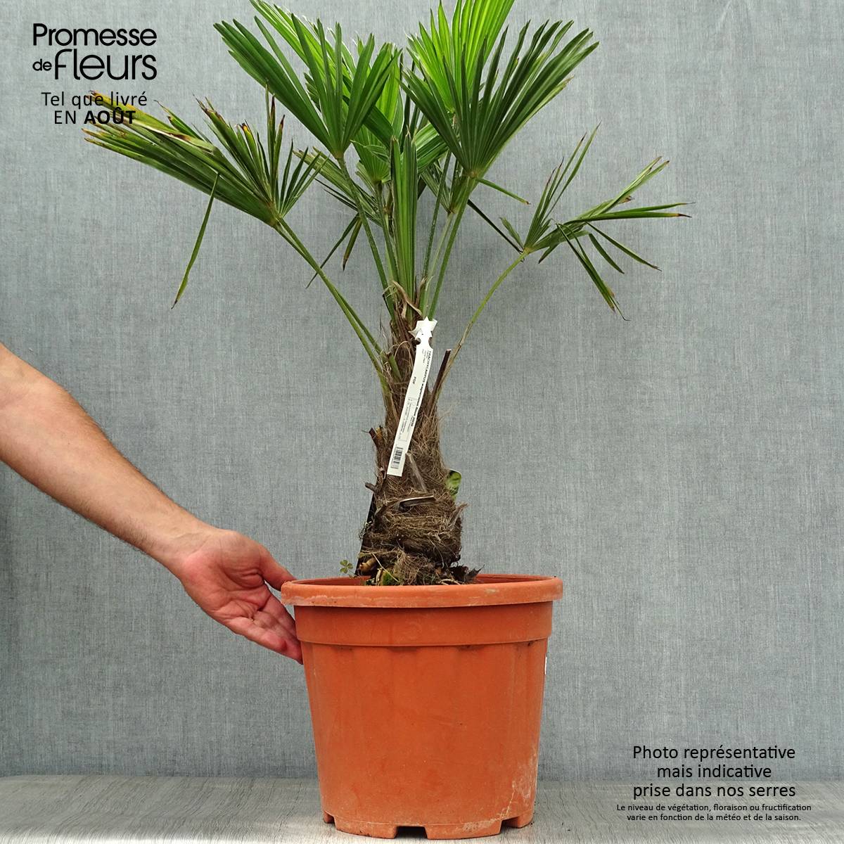 Trachycarpus wagnerianus - Palmier miniature Pot de 12L/15L, Haute-Tige, Hauteur de tronc (Stipe) 20/30cm - Image 2