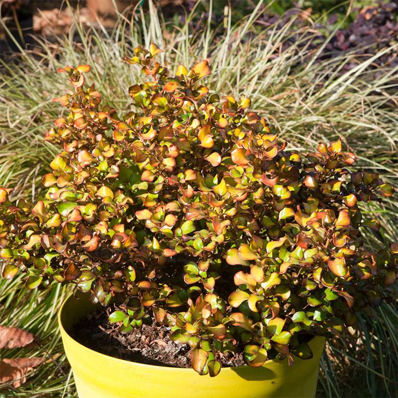 Promesse de Fleurs - Coprosma Pina colada - Plante miroir Pot de 3L/4L - Image 1