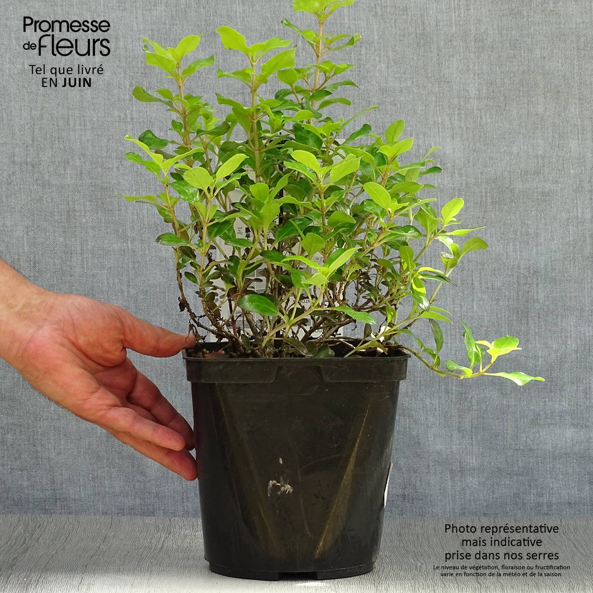 Promesse de Fleurs - Coprosma Pina colada - Plante miroir Pot de 3L/4L - Image 2