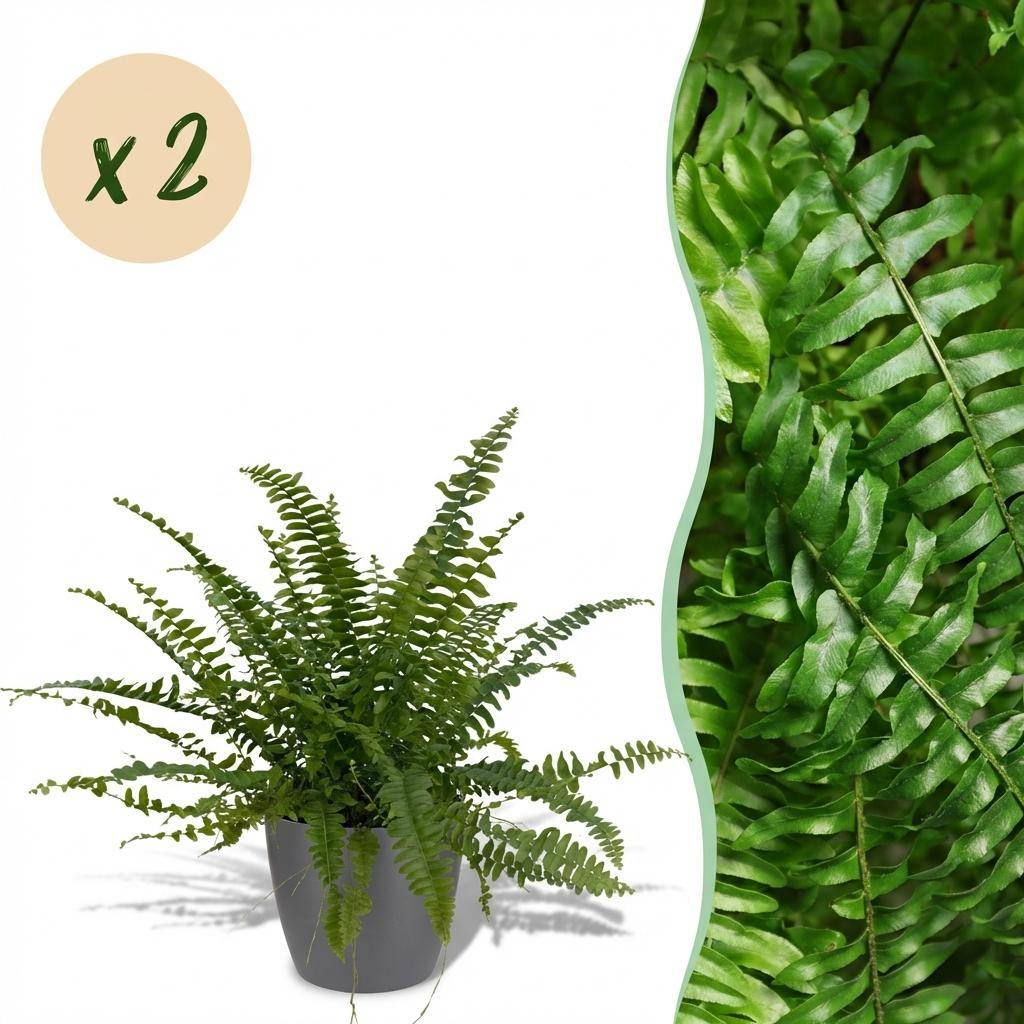 Nephrolepsis exaltata Green Lady - Pet-friendly - Pot de 12cm - Hauteur 25-30cm - 2 plantes - Gris - Plantes d'intérieur