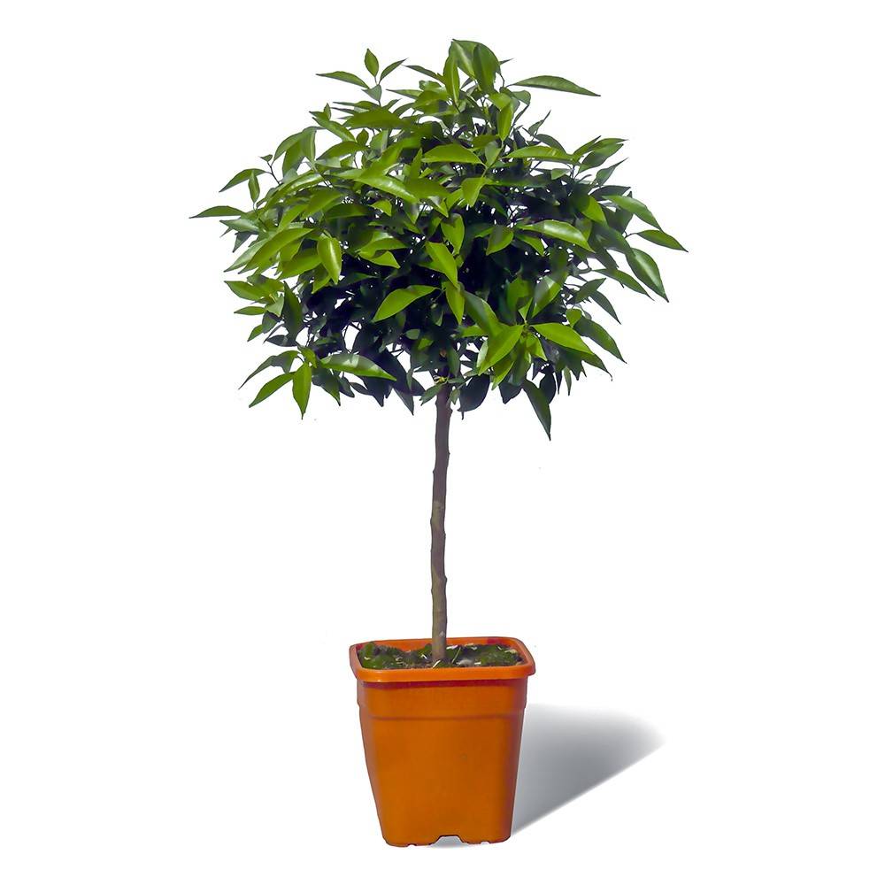 Sans Marque - Mandarinier Satsuma - Pot carré de 5 litres, hauteur 40/60 cm