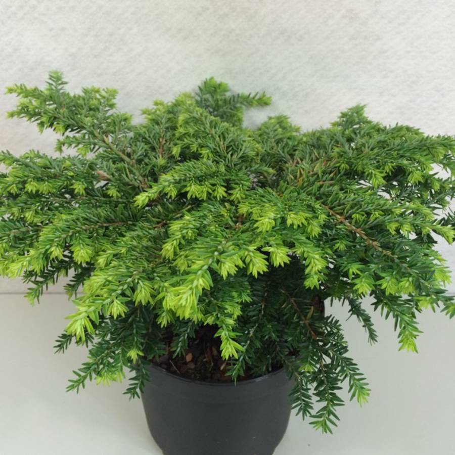 Pruche du Canada - Tsuga canadensis Popeleski                     Pot de 7,5L/10L