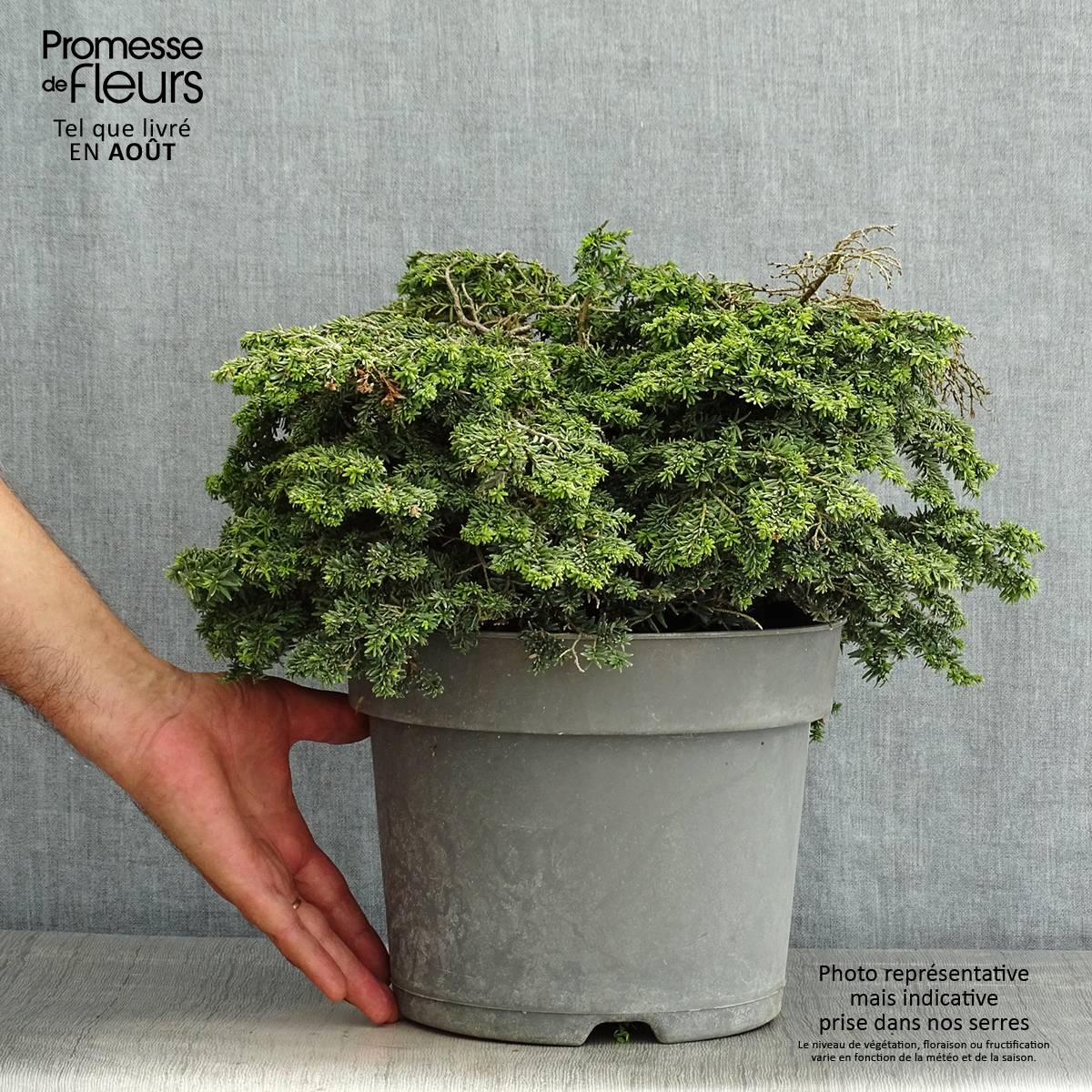 Pruche du Canada - Tsuga canadensis Popeleski                     Pot de 7,5L/10L - Image 2