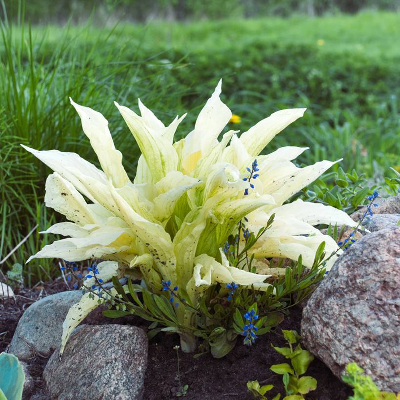 Hosta Improved White Feather Pot de 1,5L/2L