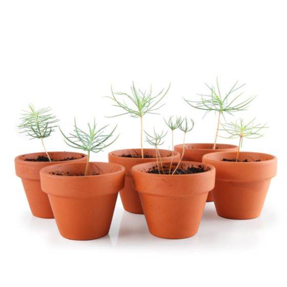 Radis et Capucine - Radis et Capucine - Kit pour une activité de fin d'année : 24 Sapins de Noël - Imagen 2