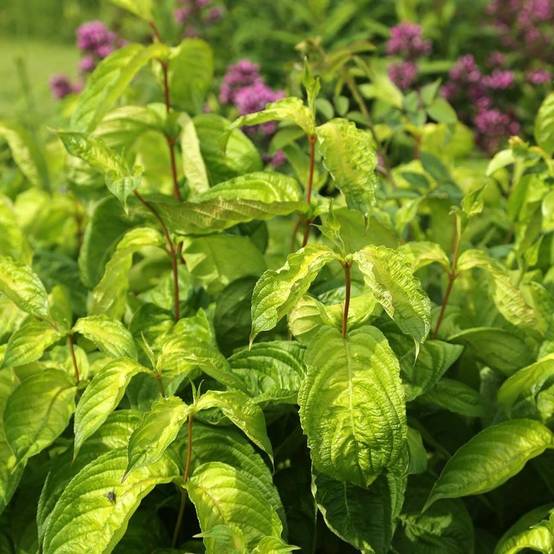 Weigela florida Lime Monster Godet de 8/9 cm - Image 1