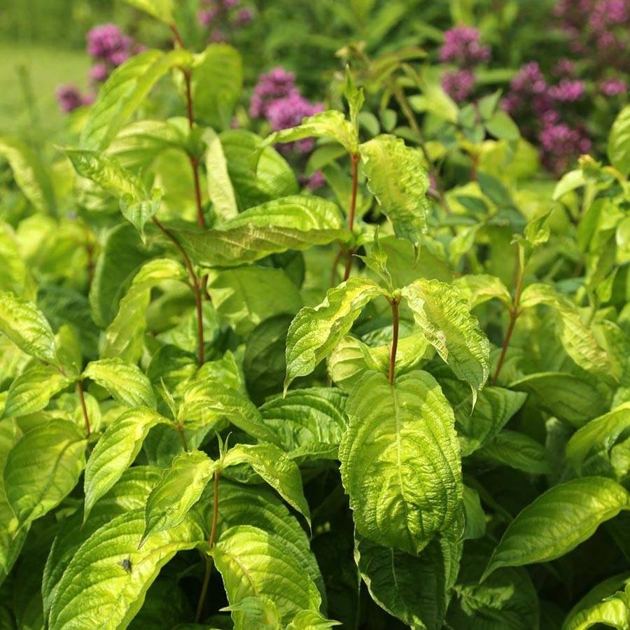 Weigela florida Lime Monster Godet de 8/9 cm - Image 1