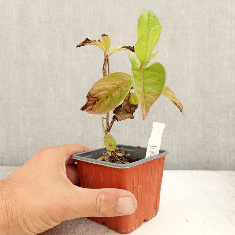 Weigela florida Lime Monster Godet de 8/9 cm - Image 2