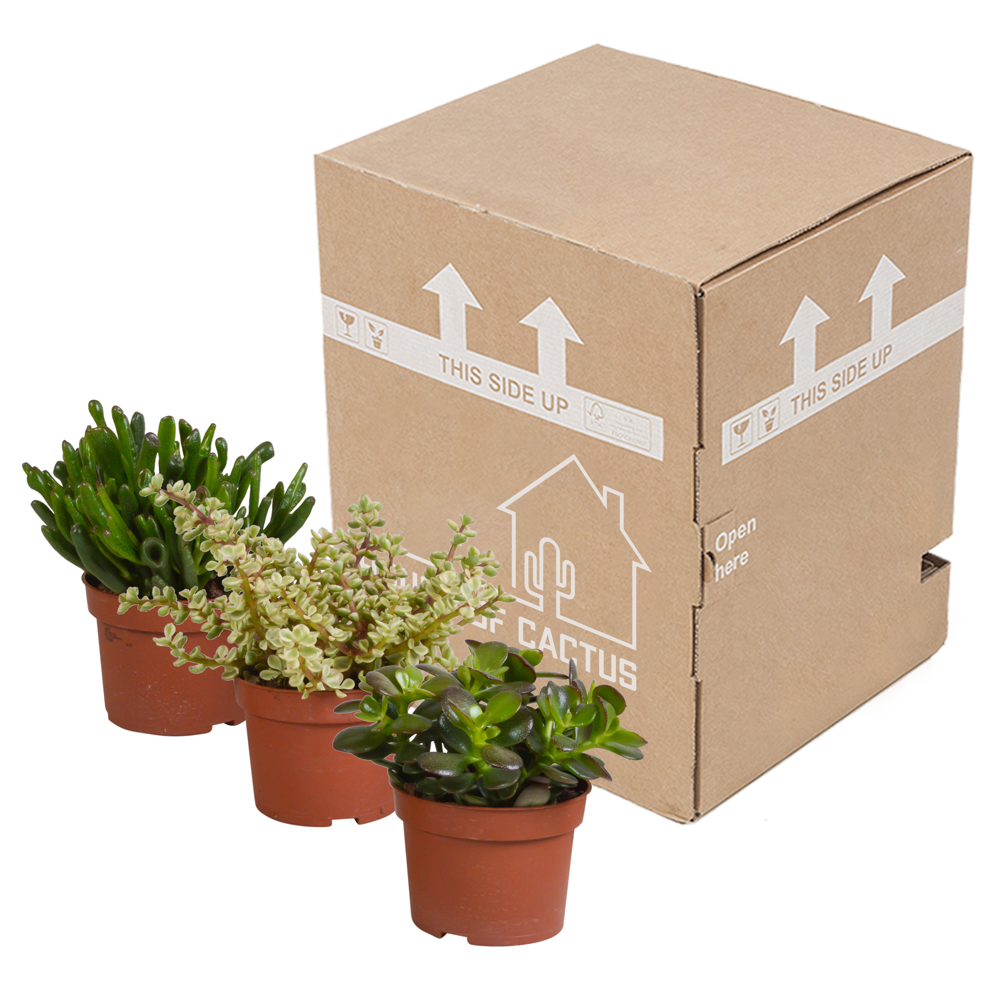 3x Mélange de crassulas - sans pot - Ø10,5cm - ↕21cm - Plantes d’intérieur - Image 3