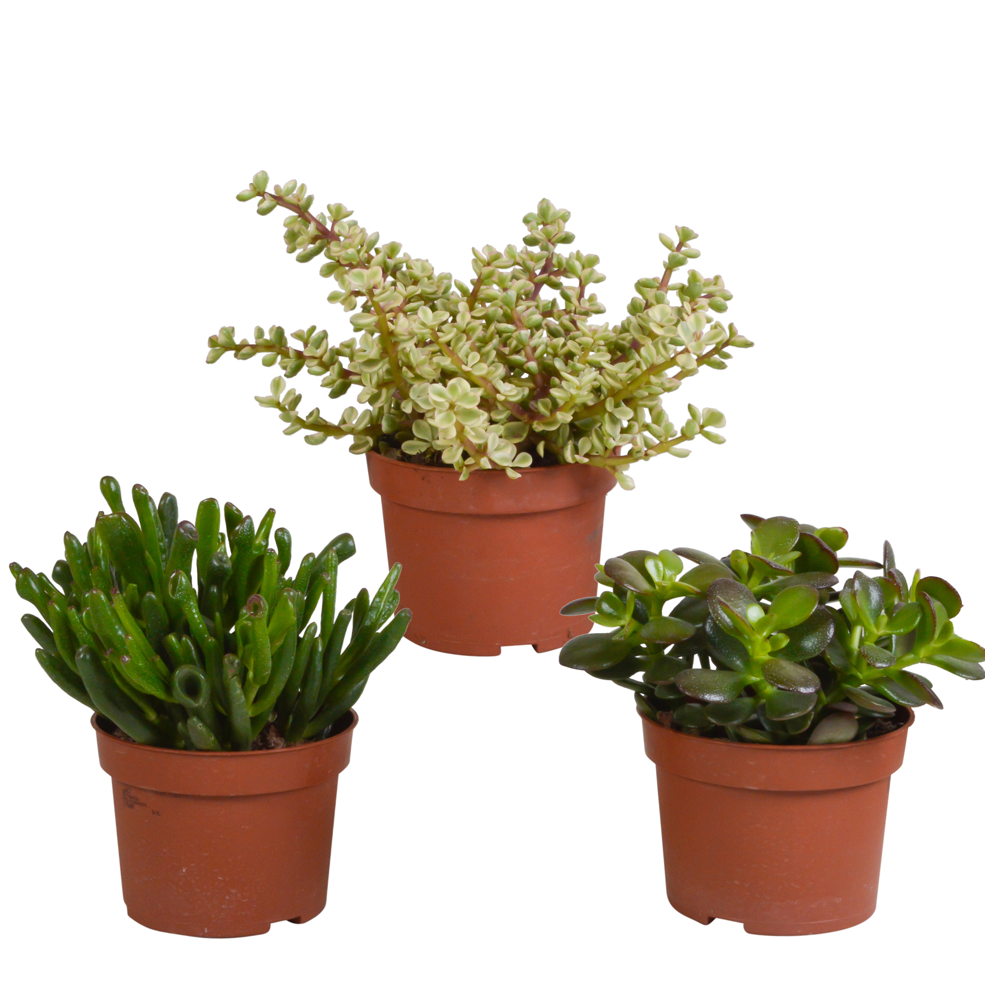 3x Mélange de crassulas - sans pot - Ø10,5cm - ↕21cm - Plantes d’intérieur