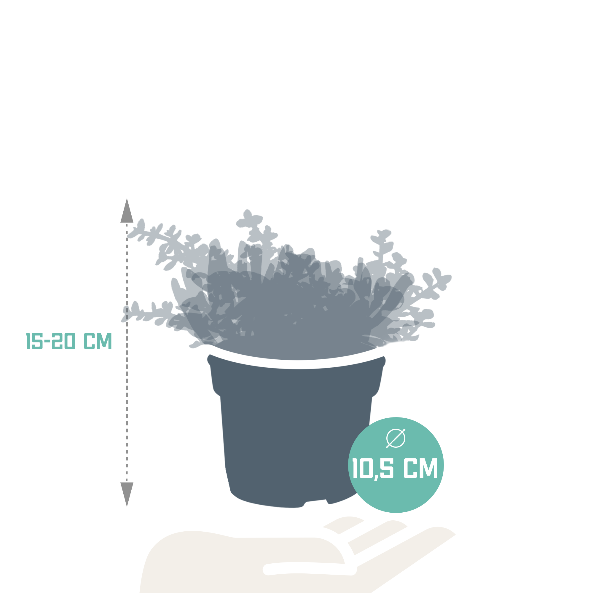 3x Mélange de crassulas - sans pot - Ø10,5cm - ↕21cm - Plantes d’intérieur - Image 2