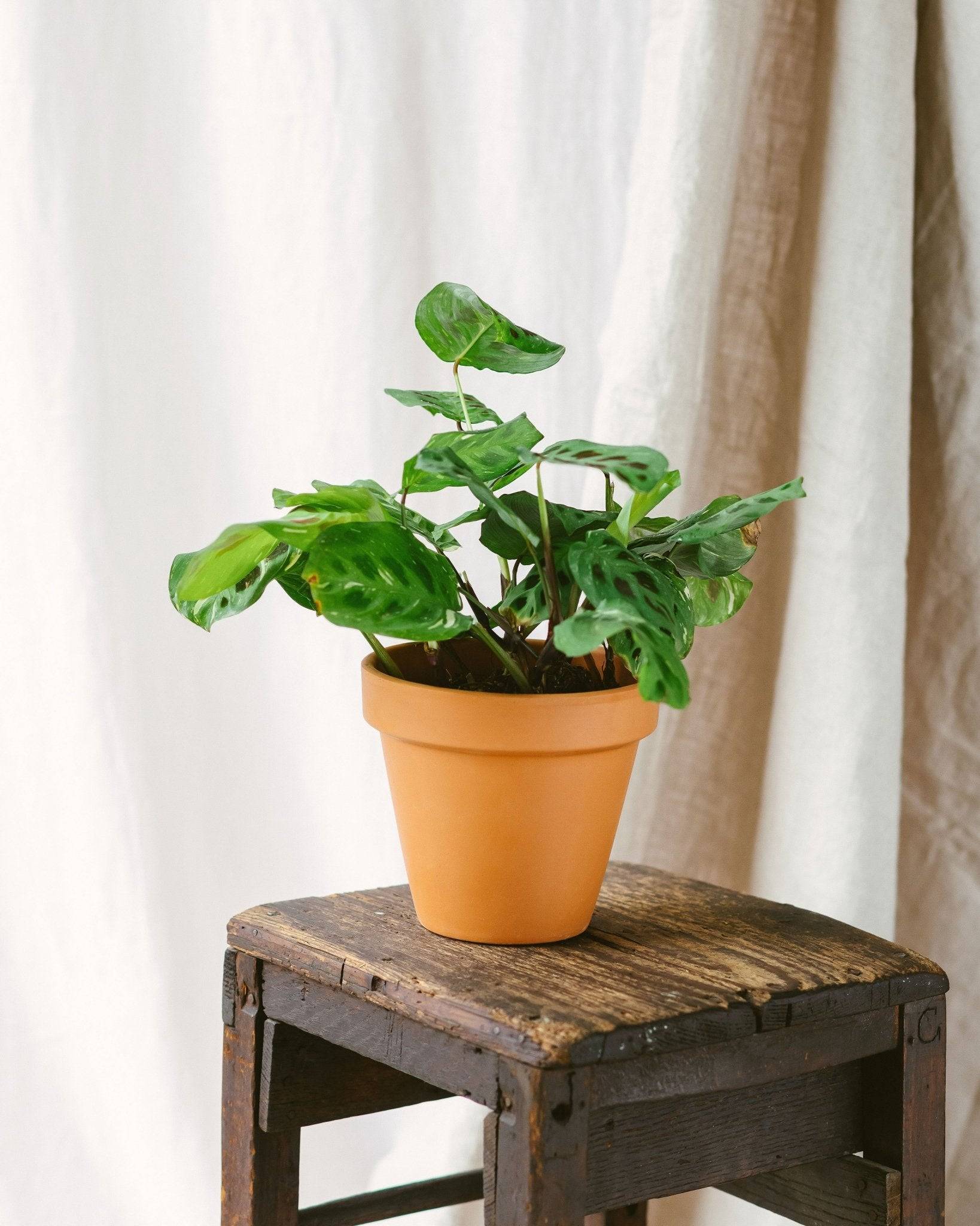 La Green Touch - Maranta Variegata 30cm - Plante d'intérieur- La Green Touch - Imagen 2