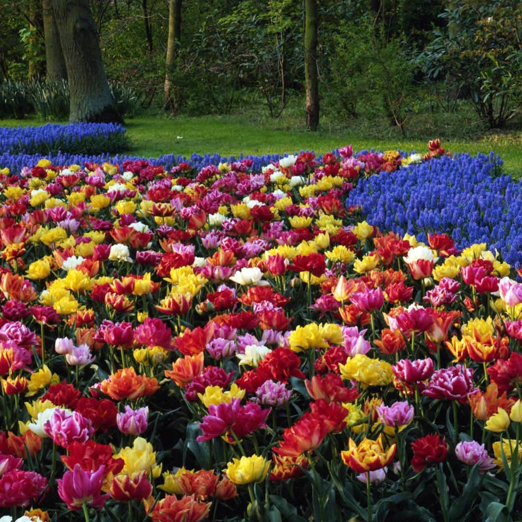 Promesse de Fleurs - Tulipes doubles hâtives Murillo en mélange Bulbe calibre 11+ (par 6)