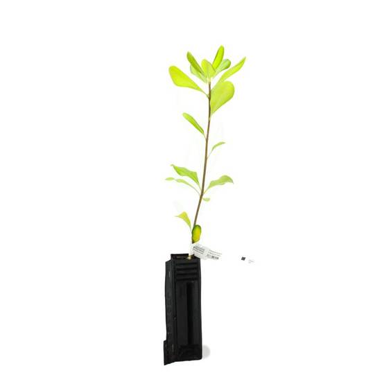 Pittospore de Chine (Pittosporum tobira) - Godet - Taille 20/40cm - Pépinières Naudet - Image 2