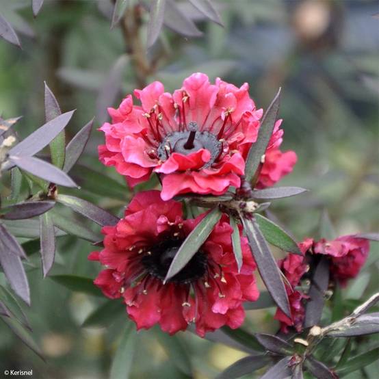 Promesse de Fleurs - Leptospermum scoparium Crimson Glory - Arbre à thé de Nouvelle-Zélande Pot de 3L/4L - Image 1