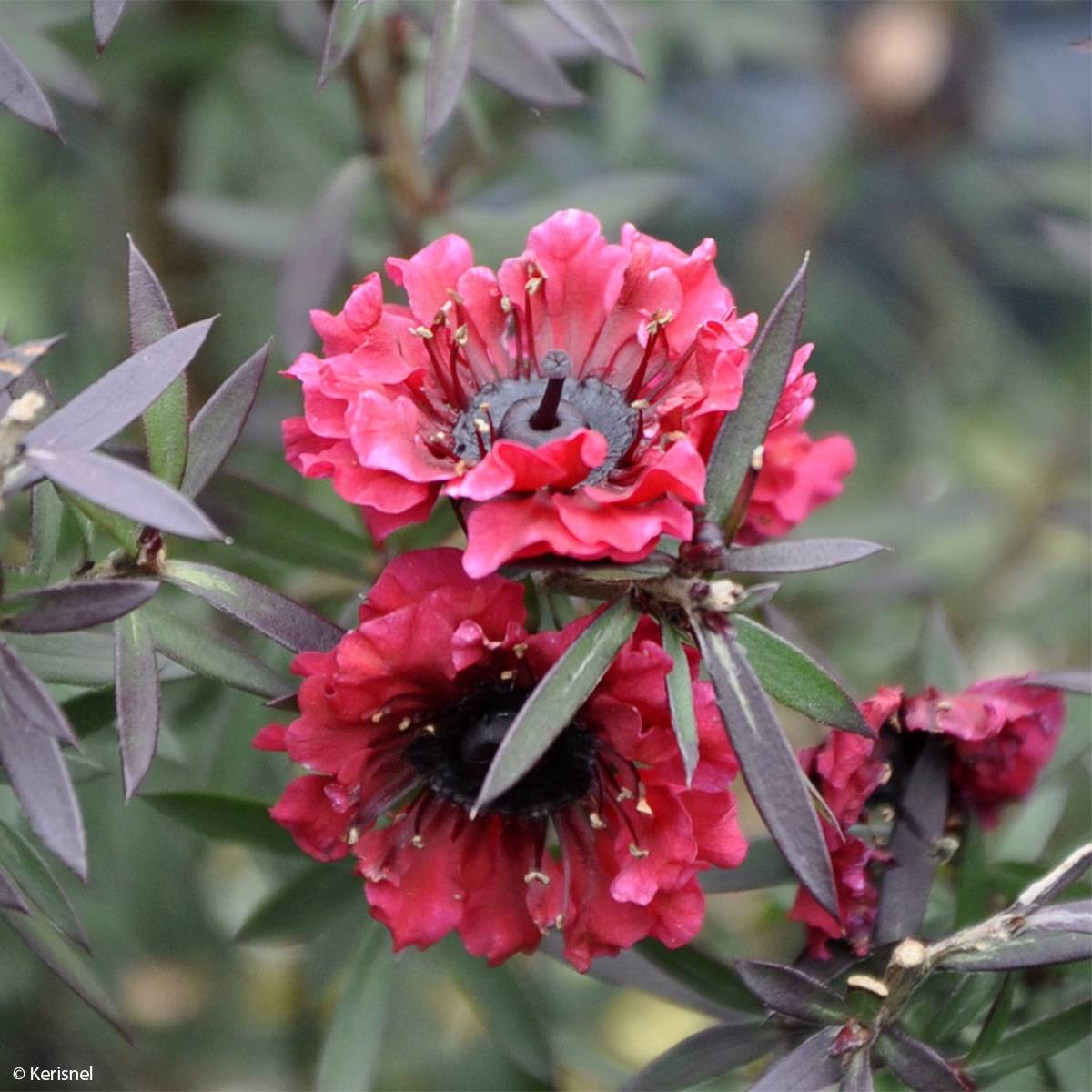 Promesse de Fleurs - Leptospermum scoparium Crimson Glory - Arbre à thé de Nouvelle-Zélande Pot de 3L/4L