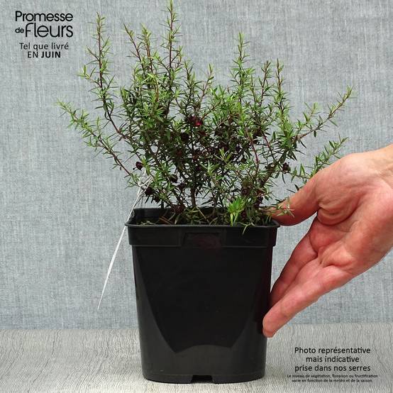 Promesse de Fleurs - Leptospermum scoparium Crimson Glory - Arbre à thé de Nouvelle-Zélande Pot de 3L/4L - Image 2