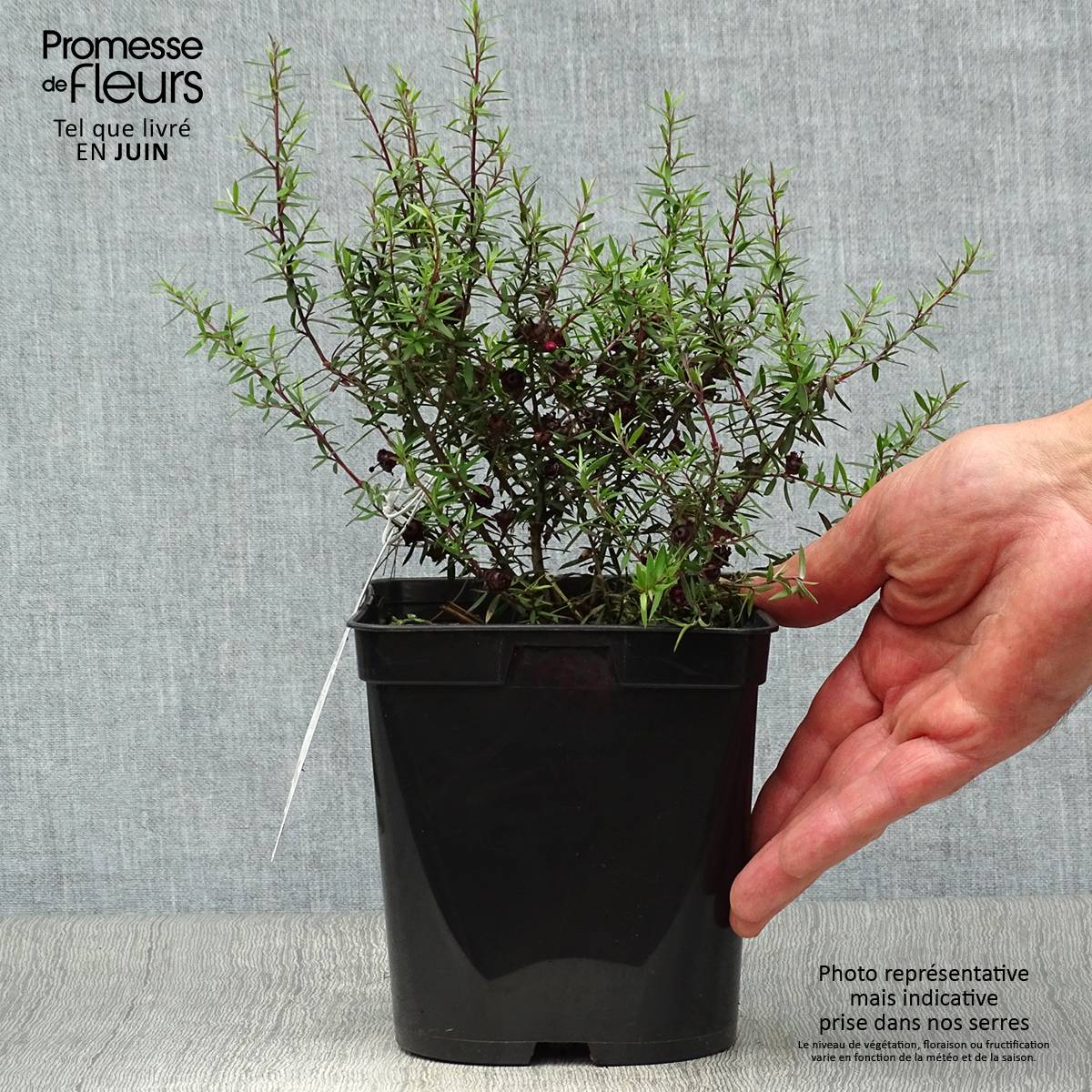 Promesse de Fleurs - Leptospermum scoparium Crimson Glory - Arbre à thé de Nouvelle-Zélande Pot de 3L/4L - Image 2