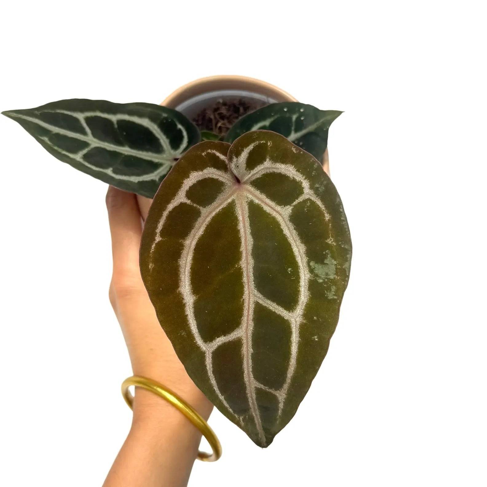Anthurium 'Red Crystallinum' - Pot de 9cm - Plantes d'intérieur
