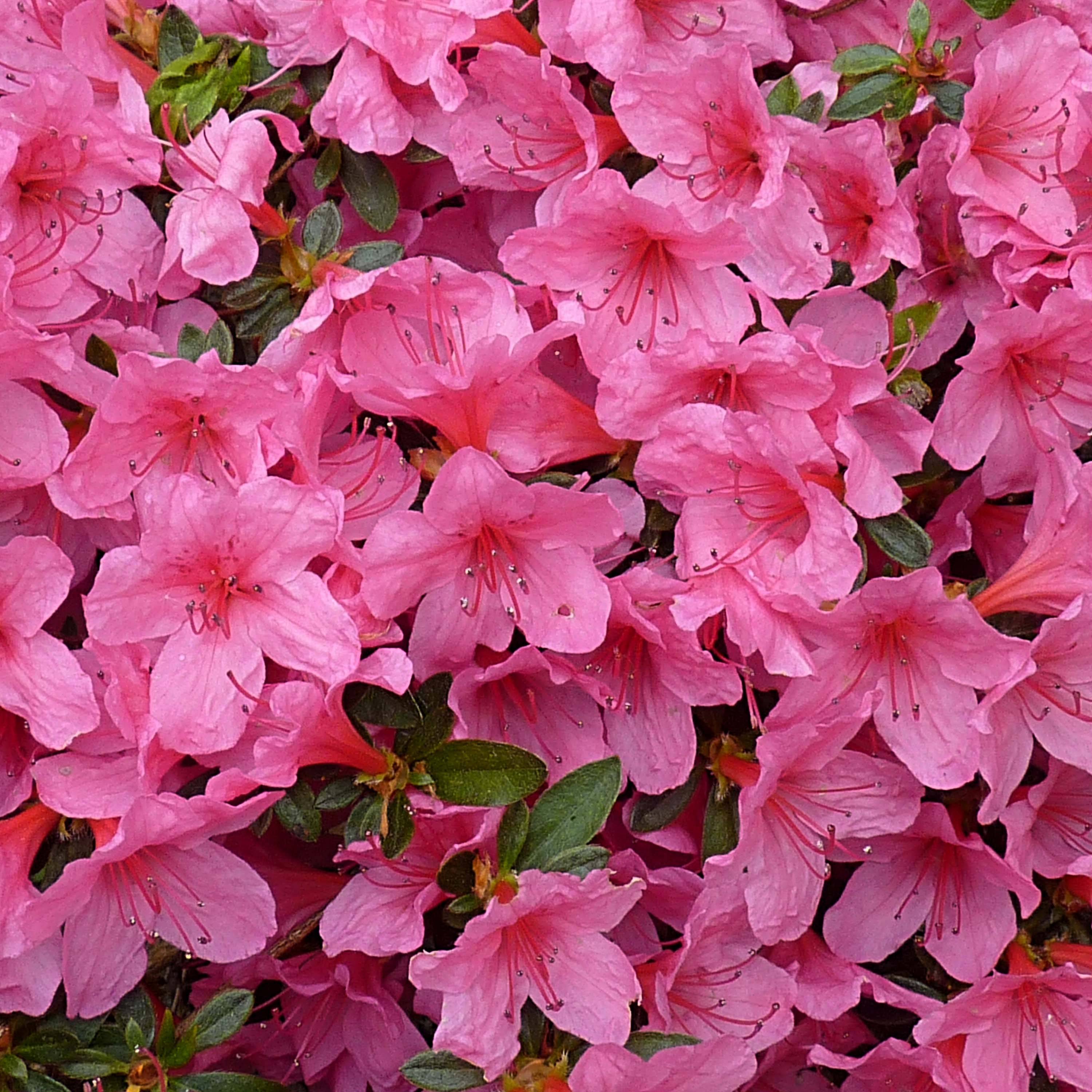 Promesse de Fleurs - Azalée japonaise Mme Van Hecke Pot de 2L/3L - Image 1
