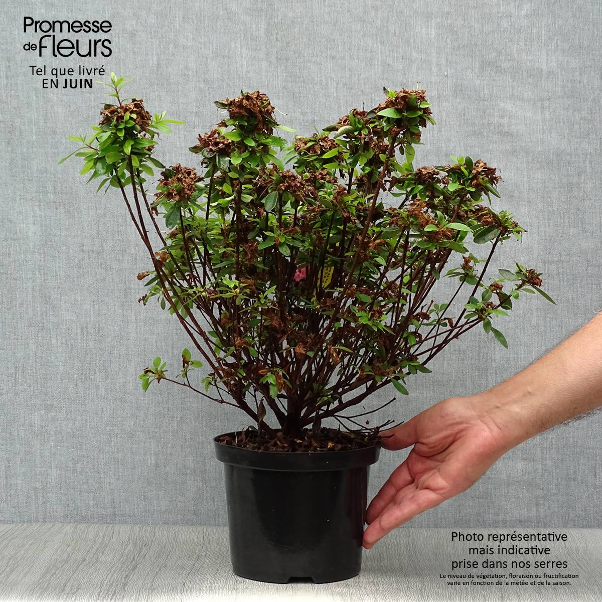 Promesse de Fleurs - Azalée japonaise Mme Van Hecke Pot de 2L/3L - Image 2