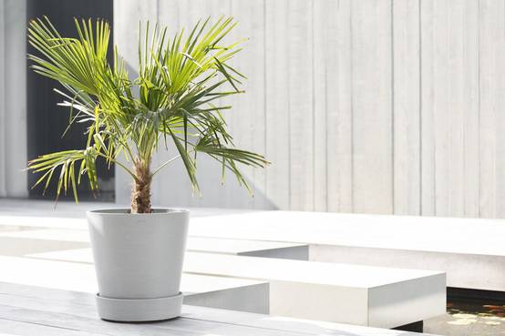 Ecopots - Support à roulettes Wheels 40 Blanc Gris - Ø 34,1 x H. 9 cm ECOPOTS - Imagen 4