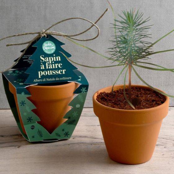 Radis et Capucine - Radis et Capucine - Pot en terre cuite - Noël - Epicéa - 8 cm - Imagen 1