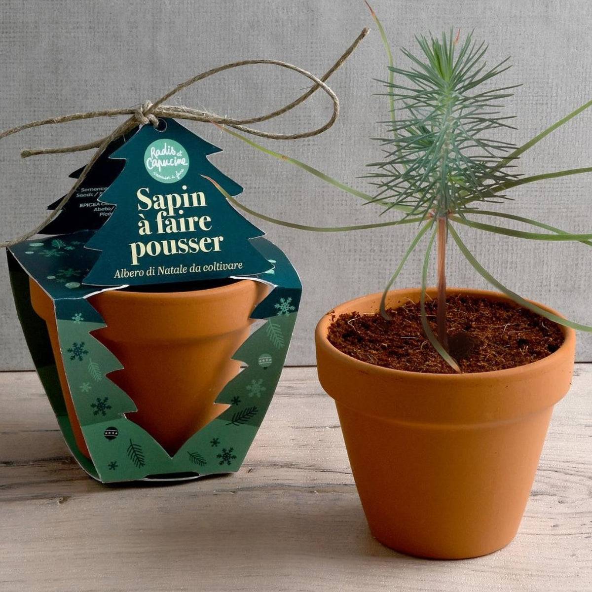Radis et Capucine - Radis et Capucine - Pot en terre cuite - Noël - Epicéa - 8 cm - Imagen 2