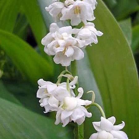 Promesse de Fleurs - Muguet double - Convallaria majalis Prolificans Godet de 8/9 cm