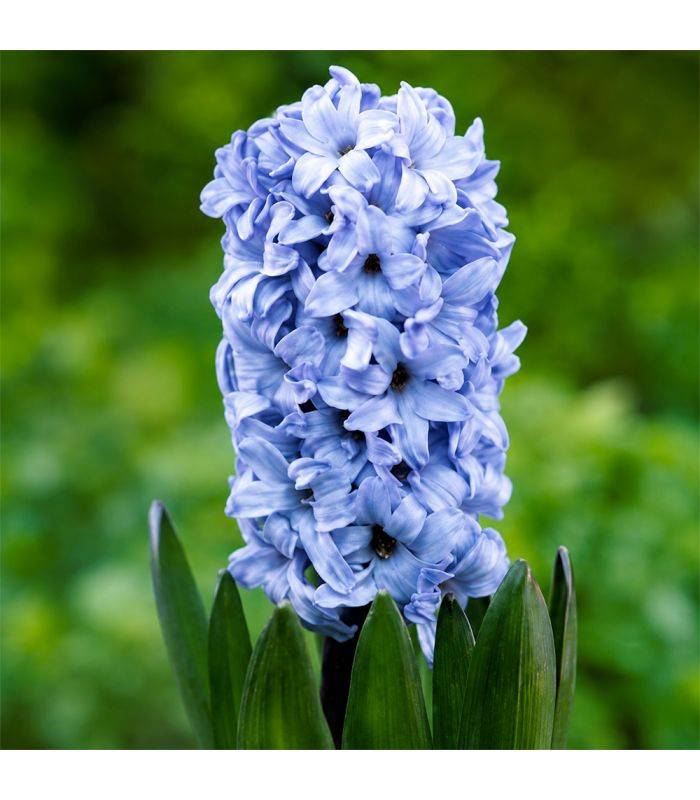 Jacinthe Delft Blue Sgaravatti 3 bulbes bleus, floraison printanière parfumée pour colorer massifs et jardinières - 617014 - Image 1