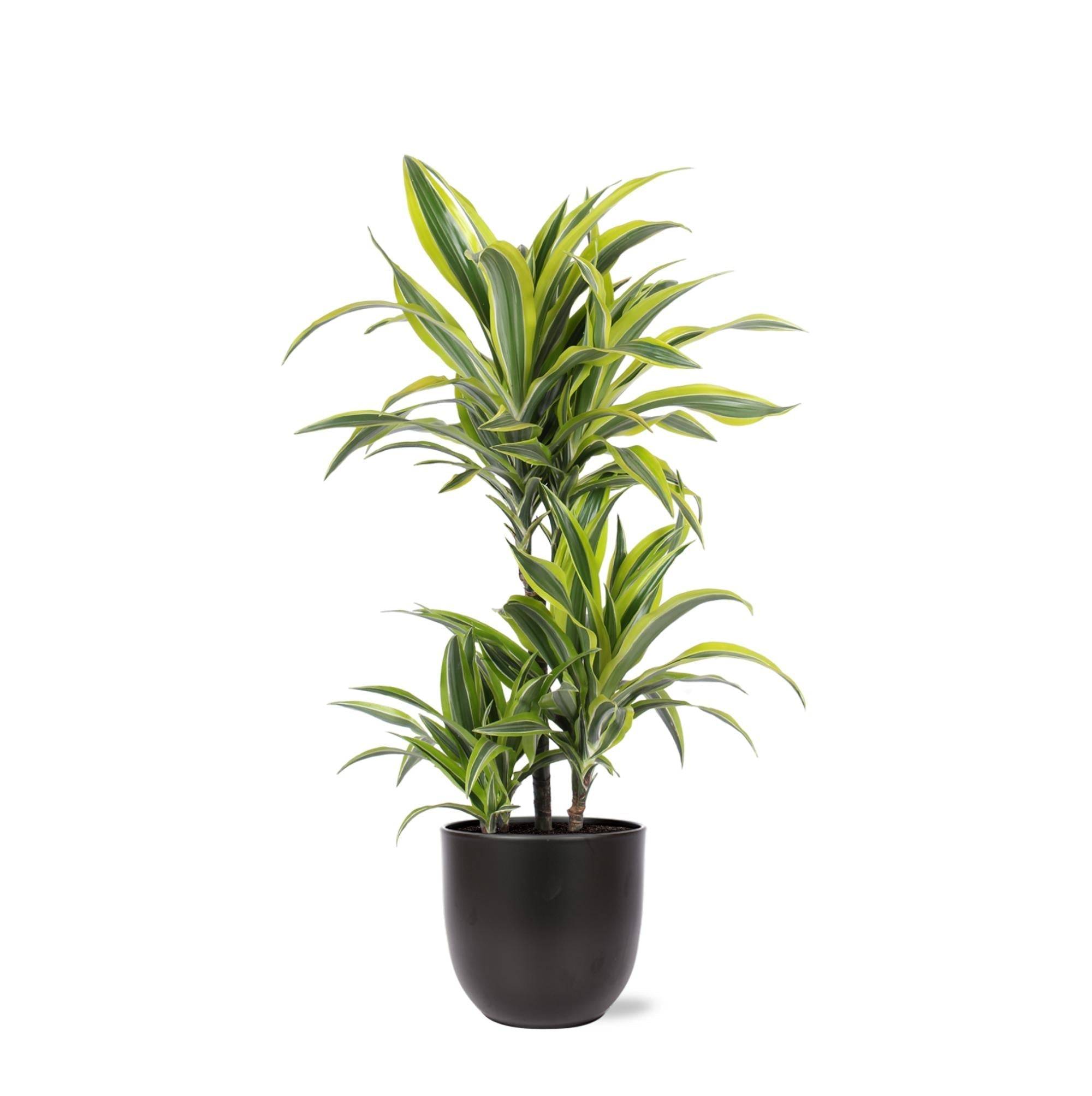 La Green Touch - Dracaena Lemon Lime et son pot- La Green Touch Noir - Hauteur 65cm