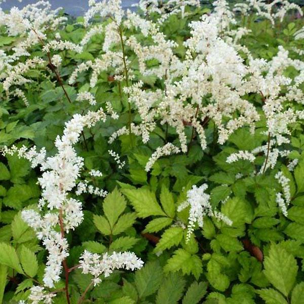 Astilbe Prof. van der Wielen Godet de 8/9 cm