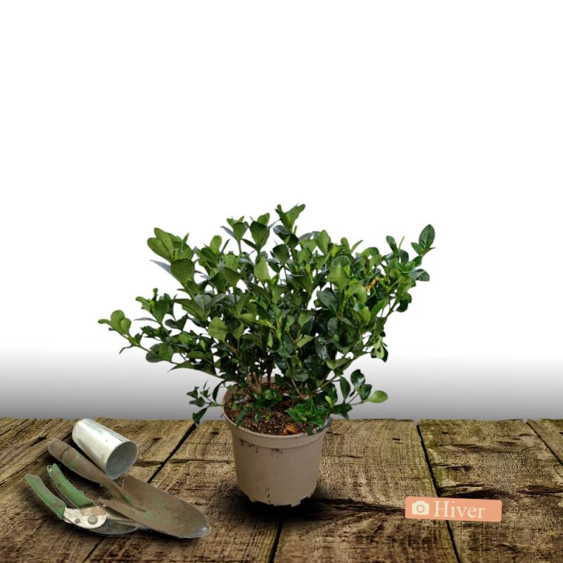 Gardenia Celestial Star® 'PS-2013-4', Gardénia, Jasmin du Cap à fleurs Blanche - feuillage Persistant - Pot de 4L - 40/60 cm-  hauteur à maturité De 0 - Imagen 4