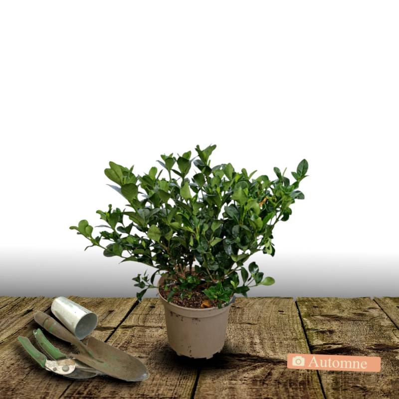 Gardenia Celestial Star® 'PS-2013-4', Gardénia, Jasmin du Cap à fleurs Blanche - feuillage Persistant - Pot de 4L - 40/60 cm-  hauteur à maturité De 0 - Imagen 2