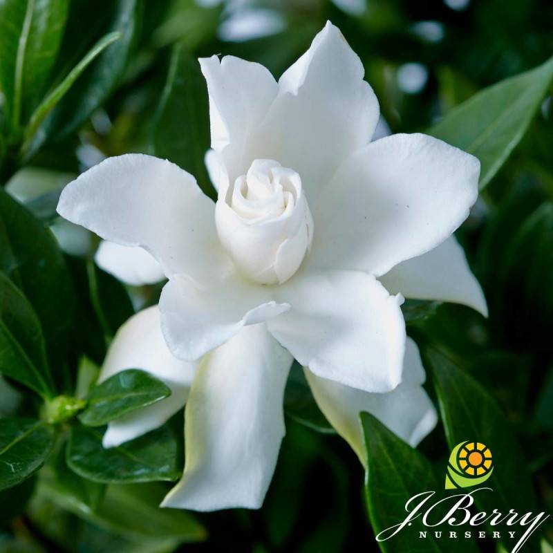 Gardenia Celestial Star® 'PS-2013-4', Gardénia, Jasmin du Cap à fleurs Blanche - feuillage Persistant - Pot de 4L - 40/60 cm-  hauteur à maturité De 0 - Imagen 1