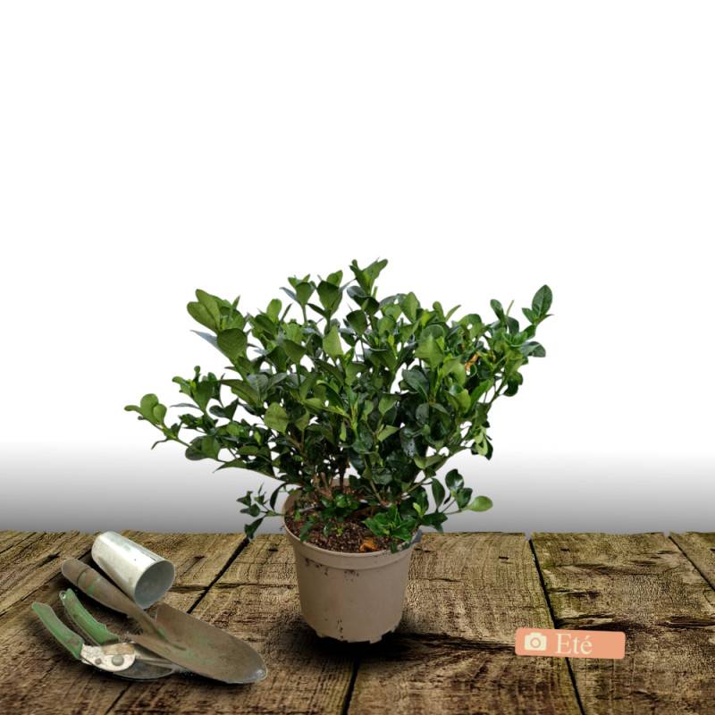 Gardenia Celestial Star® 'PS-2013-4', Gardénia, Jasmin du Cap à fleurs Blanche - feuillage Persistant - Pot de 4L - 40/60 cm-  hauteur à maturité De 0 - Imagen 3