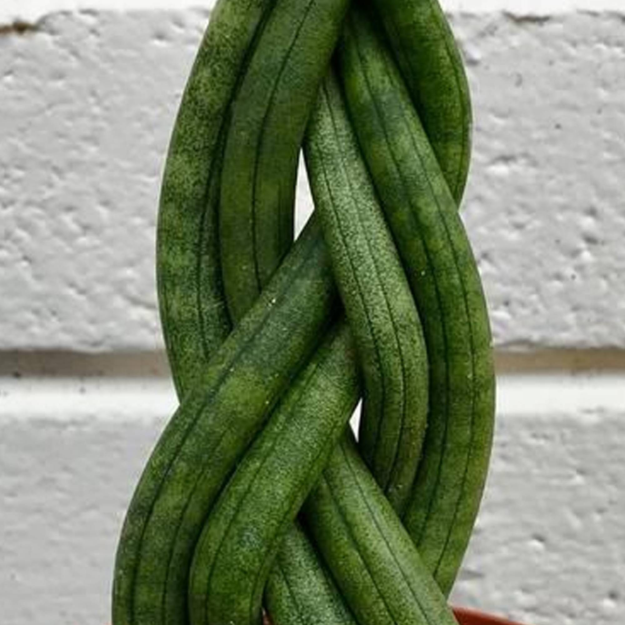 Gardenersdream - Sansevieria Tressé Twister De 30 À 40 Cm En Pot | Superbe Plante D'Intérieur Pour La Maison Ou Le Bureau - GardenersDream - Imagen 3