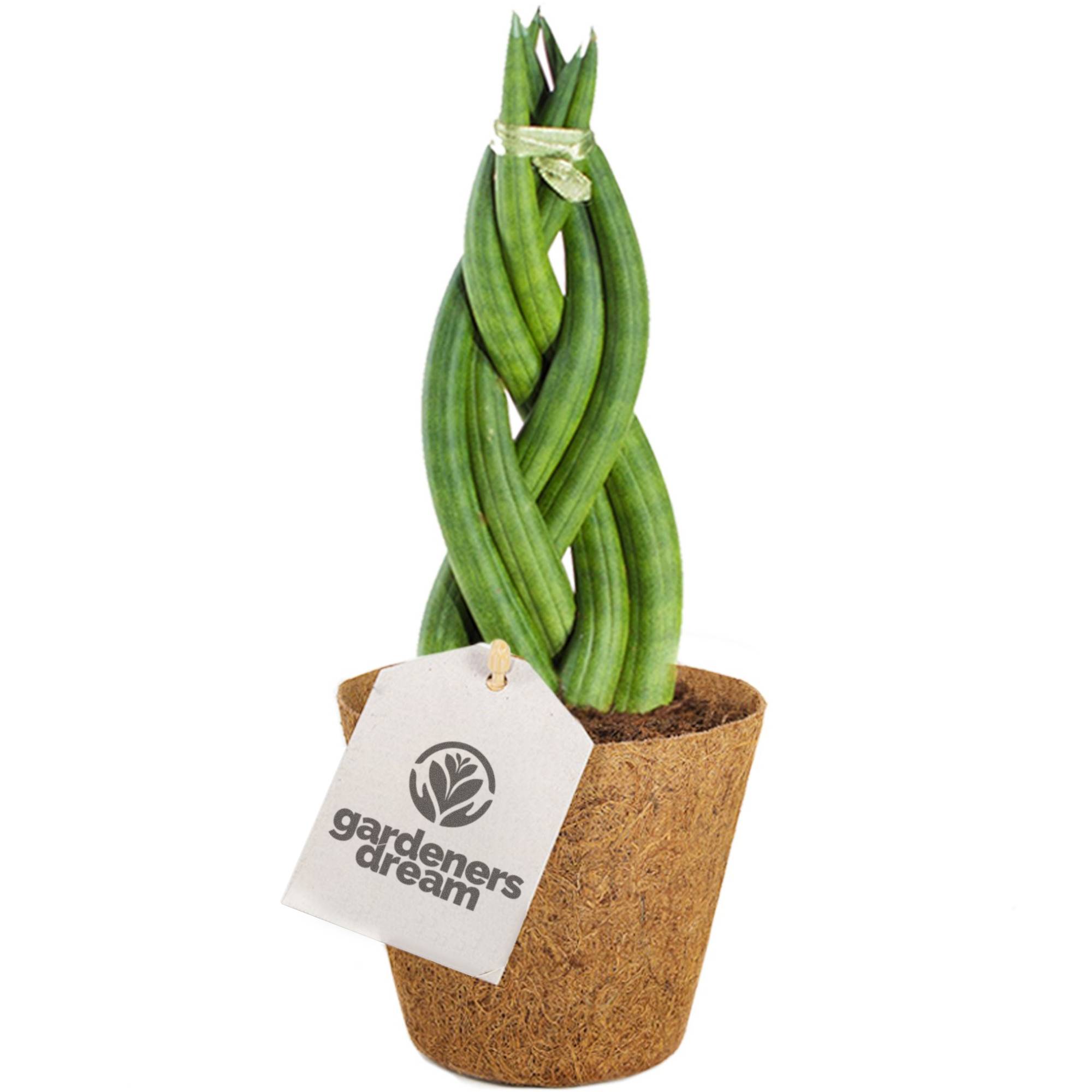 Gardenersdream - Sansevieria Tressé Twister De 30 À 40 Cm En Pot | Superbe Plante D'Intérieur Pour La Maison Ou Le Bureau - GardenersDream - Imagen 1