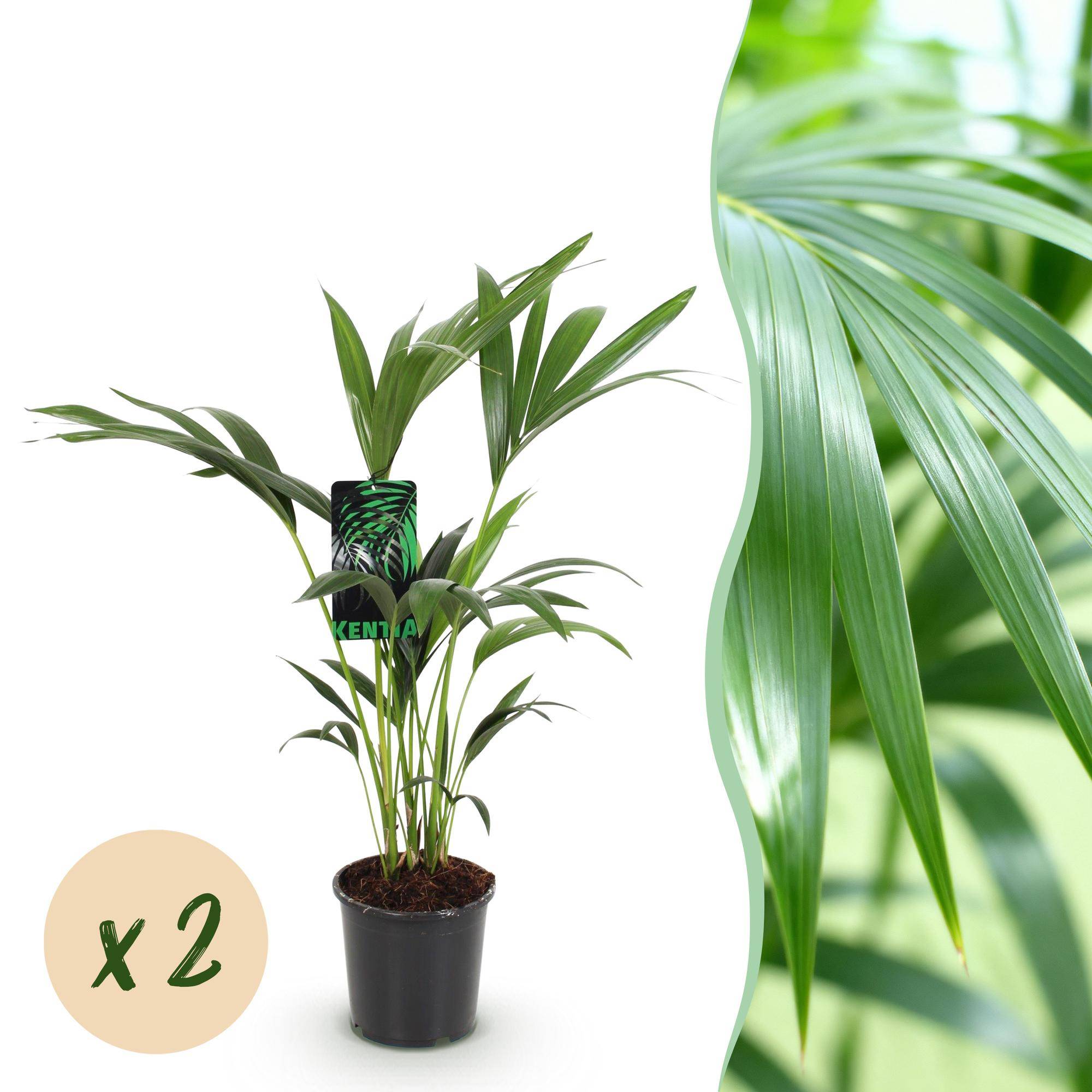 Palmier Kentia - Howea forsteriana - lot de 2 - Ø17cm - ↕75cm - Plantes d’intérieur - Image 1