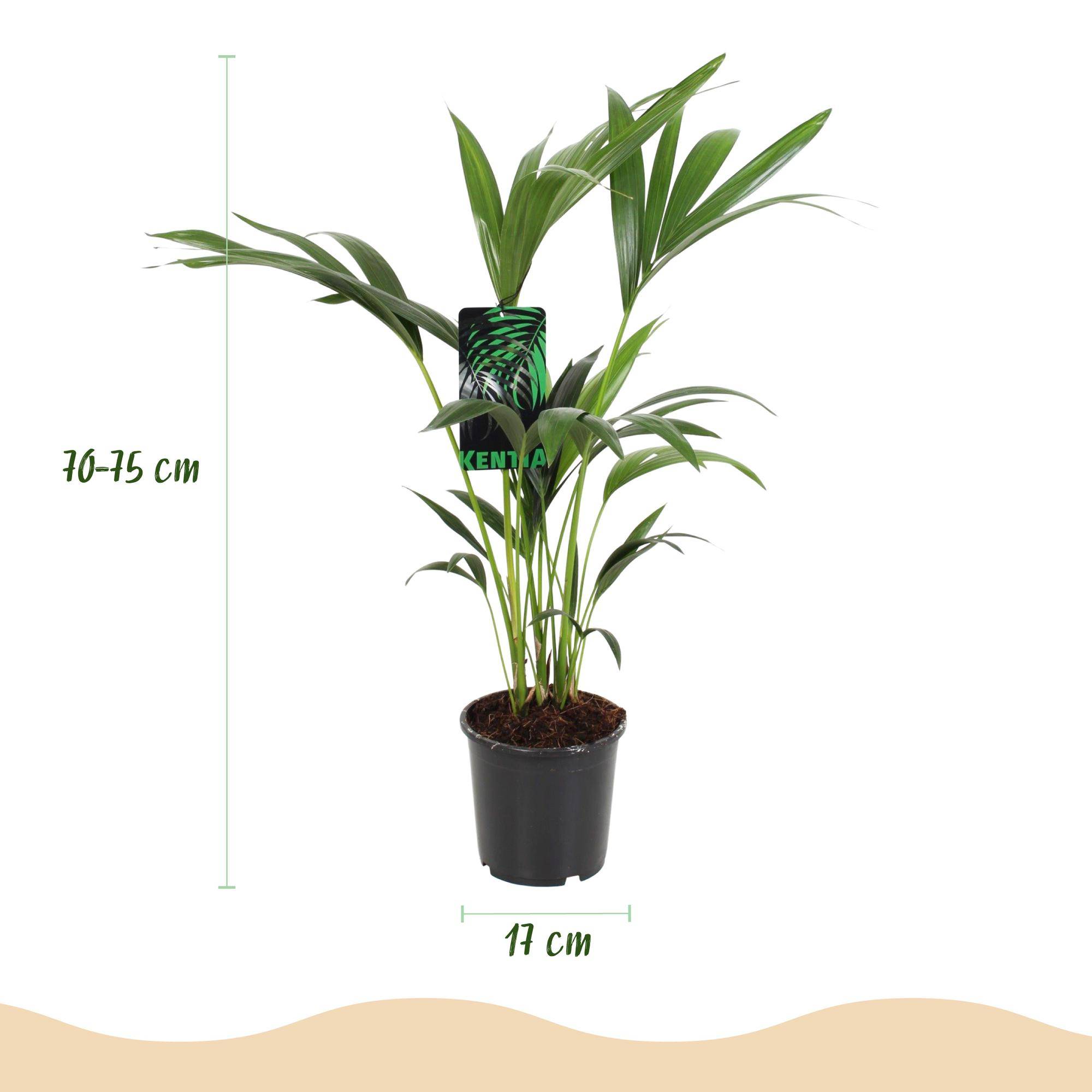 Palmier Kentia - Howea forsteriana - lot de 2 - Ø17cm - ↕75cm - Plantes d’intérieur - Image 3